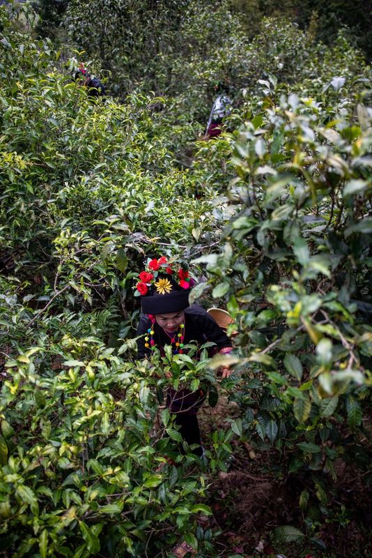 关于从彩云之南到东非高原 海拔千米散茶香的新闻(12)
