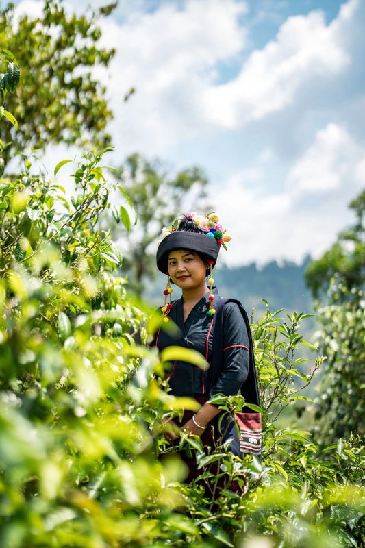 关于从彩云之南到东非高原 海拔千米散茶香的新闻(15)