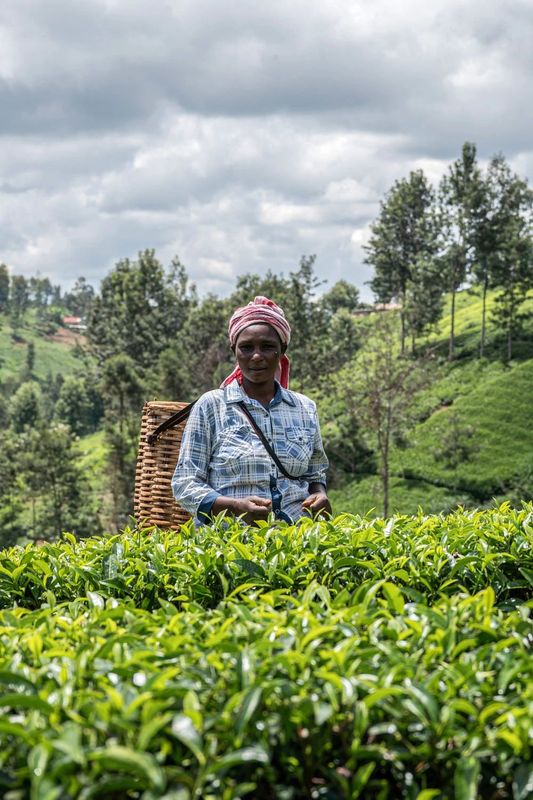 关于从彩云之南到东非高原 海拔千米散茶香的新闻(2)