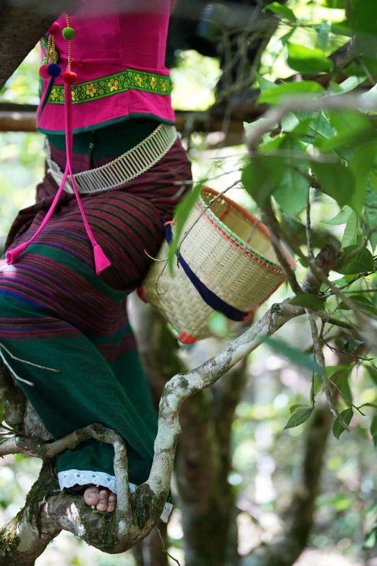 关于从彩云之南到东非高原 海拔千米散茶香的新闻(13)