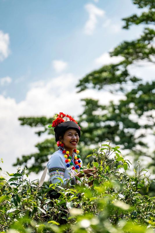 关于从彩云之南到东非高原 海拔千米散茶香的新闻(1)