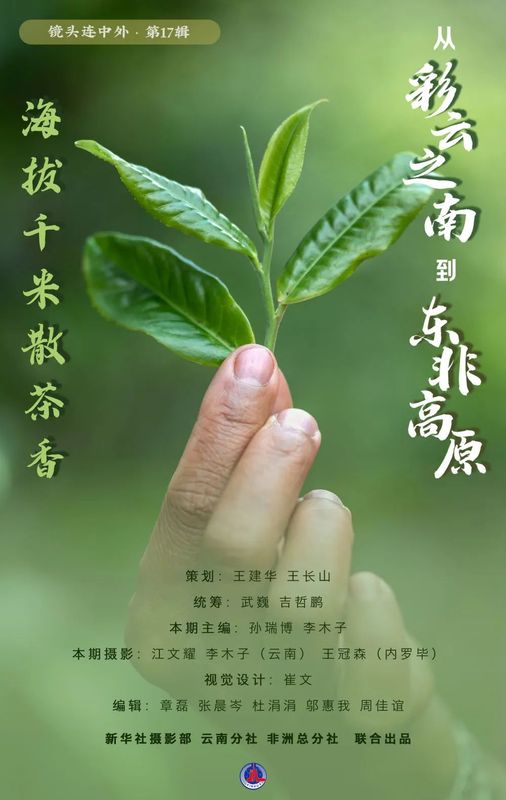 关于从彩云之南到东非高原 海拔千米散茶香的新闻(31)