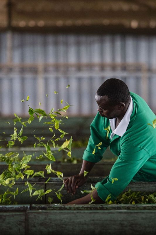 关于从彩云之南到东非高原 海拔千米散茶香的新闻(24)