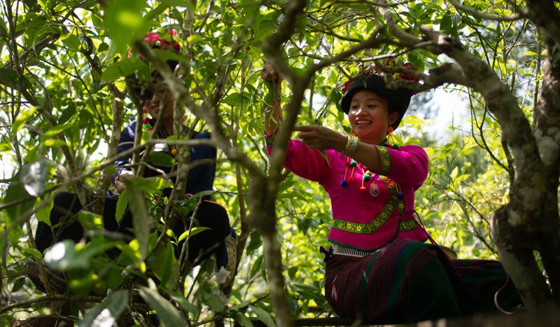 关于从彩云之南到东非高原 海拔千米散茶香的新闻(3)