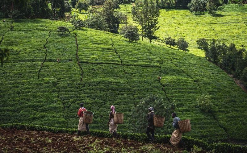 关于从彩云之南到东非高原 海拔千米散茶香的新闻(20)