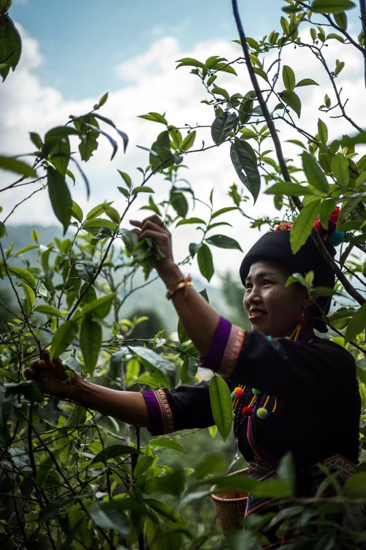 关于从彩云之南到东非高原 海拔千米散茶香的新闻(9)