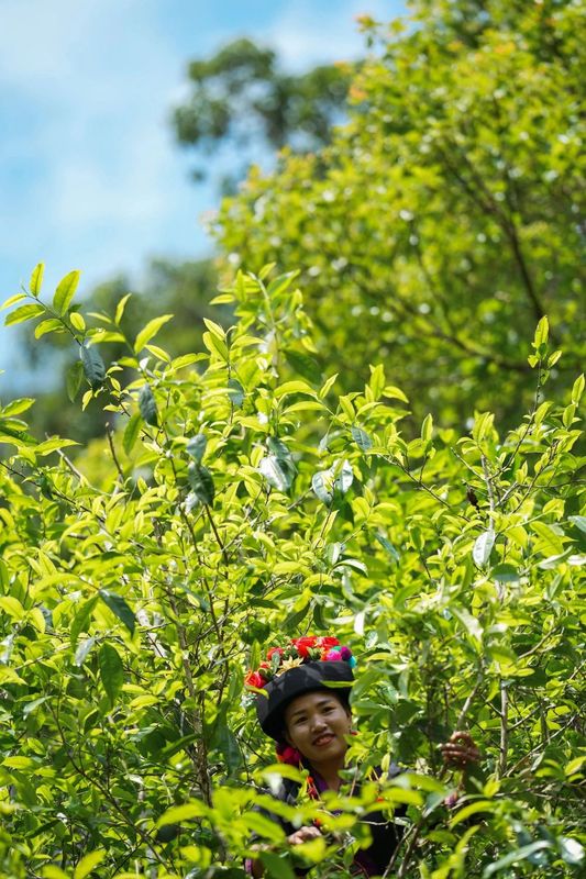 关于从彩云之南到东非高原 海拔千米散茶香的新闻(14)