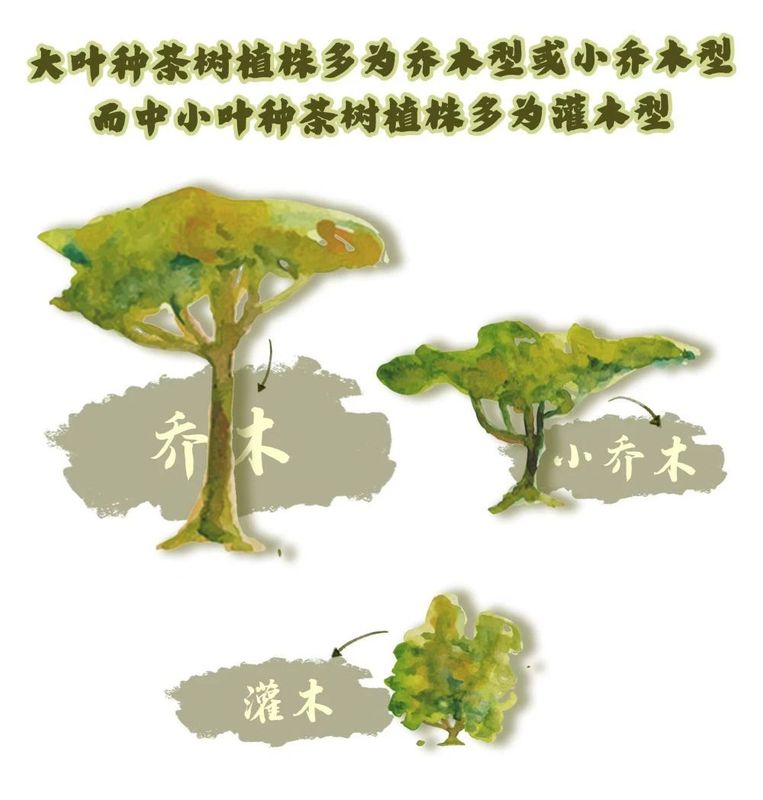 关于从彩云之南到东非高原 海拔千米散茶香的新闻(11)