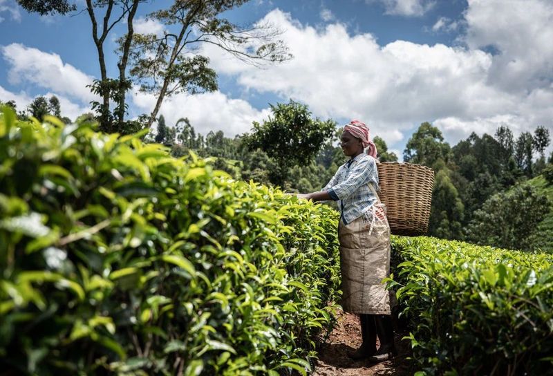 关于从彩云之南到东非高原 海拔千米散茶香的新闻(22)