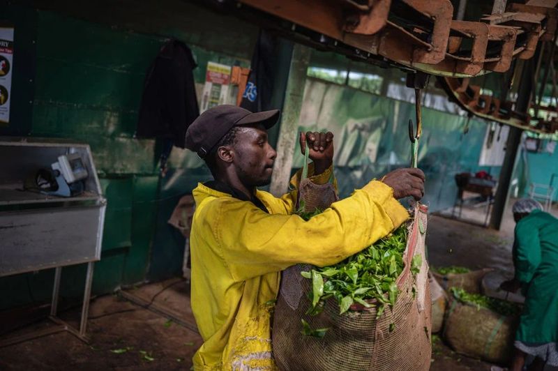关于从彩云之南到东非高原 海拔千米散茶香的新闻(25)