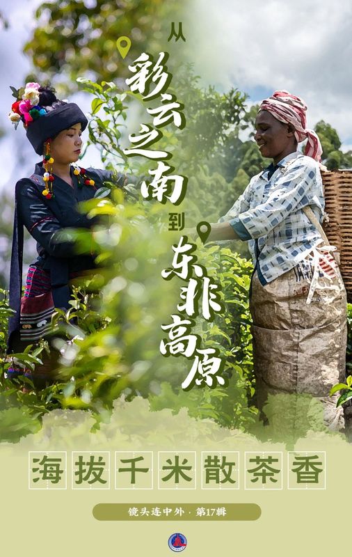 关于从彩云之南到东非高原 海拔千米散茶香的新闻