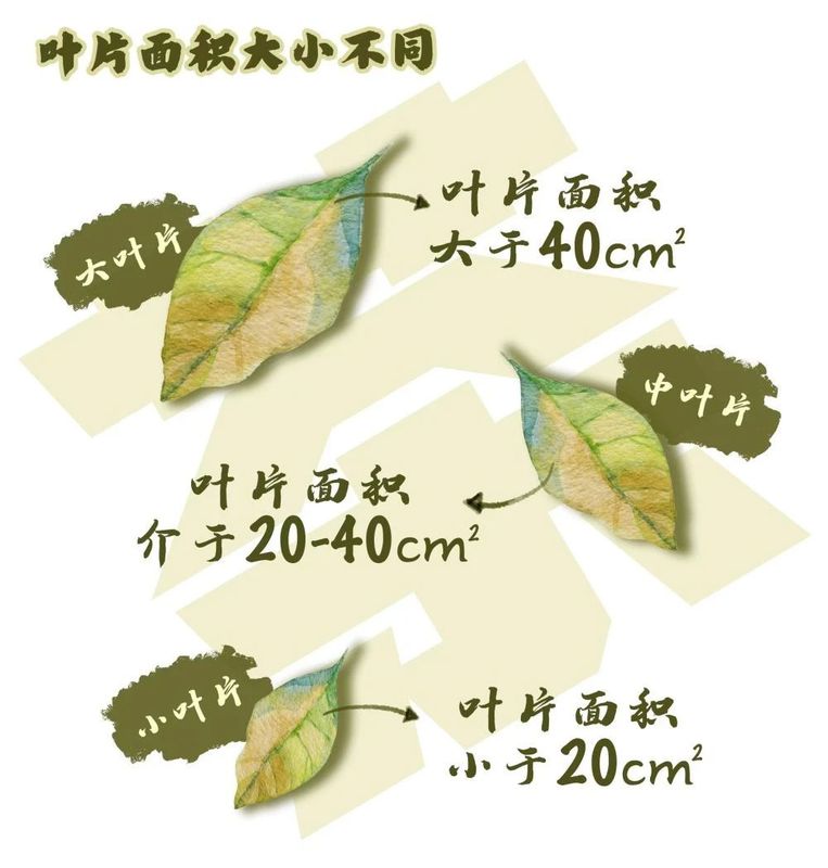 关于从彩云之南到东非高原 海拔千米散茶香的新闻(10)