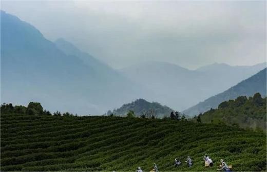 关于古茶新篇：看江西九江茶市如何撬动茶产业破局出圈的信息(1)