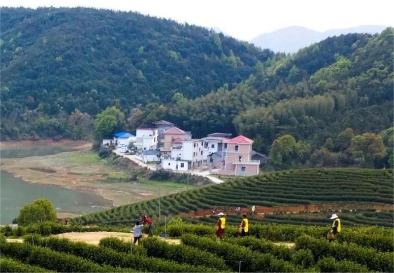 关于古茶新篇：看江西九江茶市如何撬动茶产业破局出圈的信息