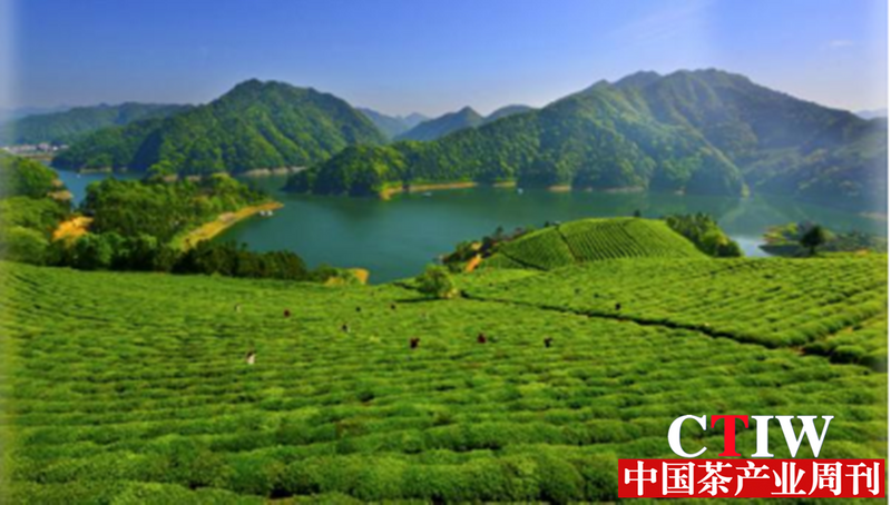 关于湖南“挑担茶叶上北京—湘茶大会”在长沙橘子洲举行的消息(4)