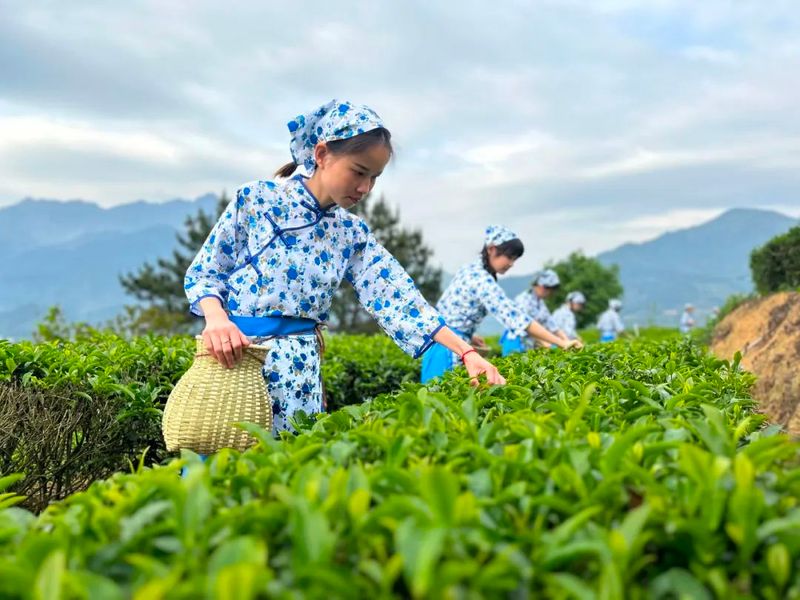 有关于深耕红茶品类，这个茶叶产区正开启新发展路径的消息(3)