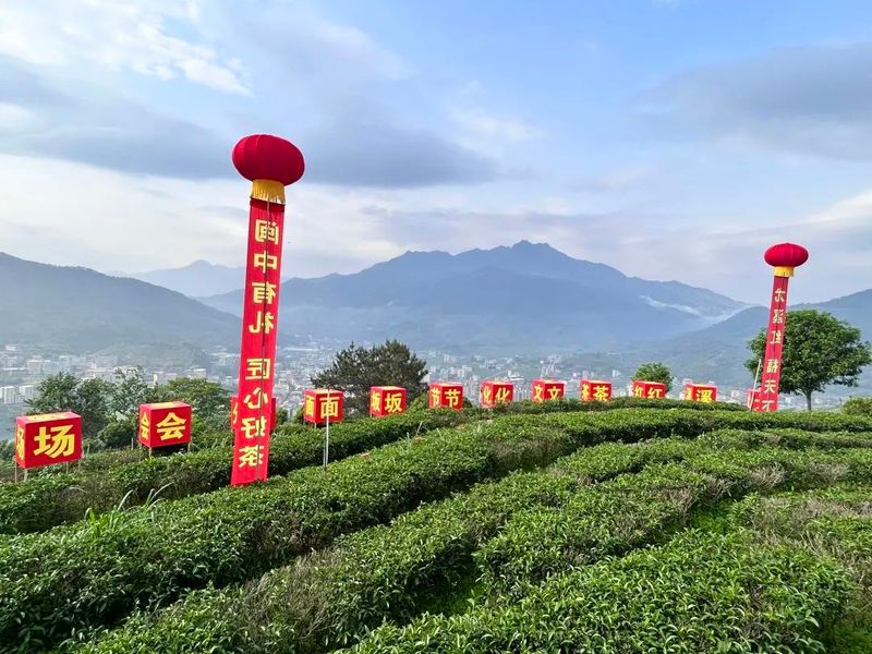 有关于深耕红茶品类，这个茶叶产区正开启新发展路径的消息