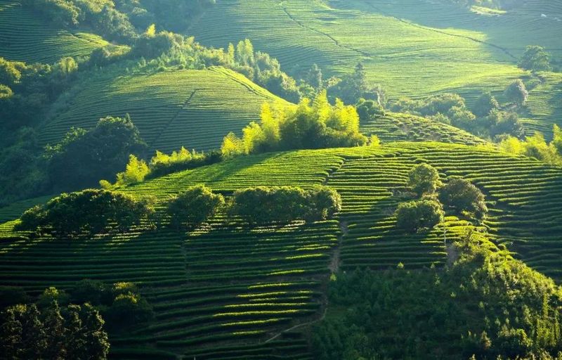 有关于深耕红茶品类，这个茶叶产区正开启新发展路径的消息(2)