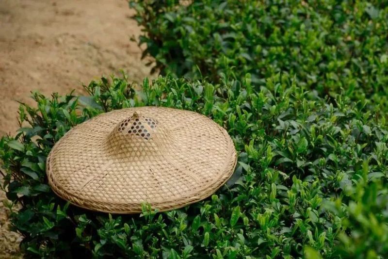 有关于深耕红茶品类，这个茶叶产区正开启新发展路径的消息(1)