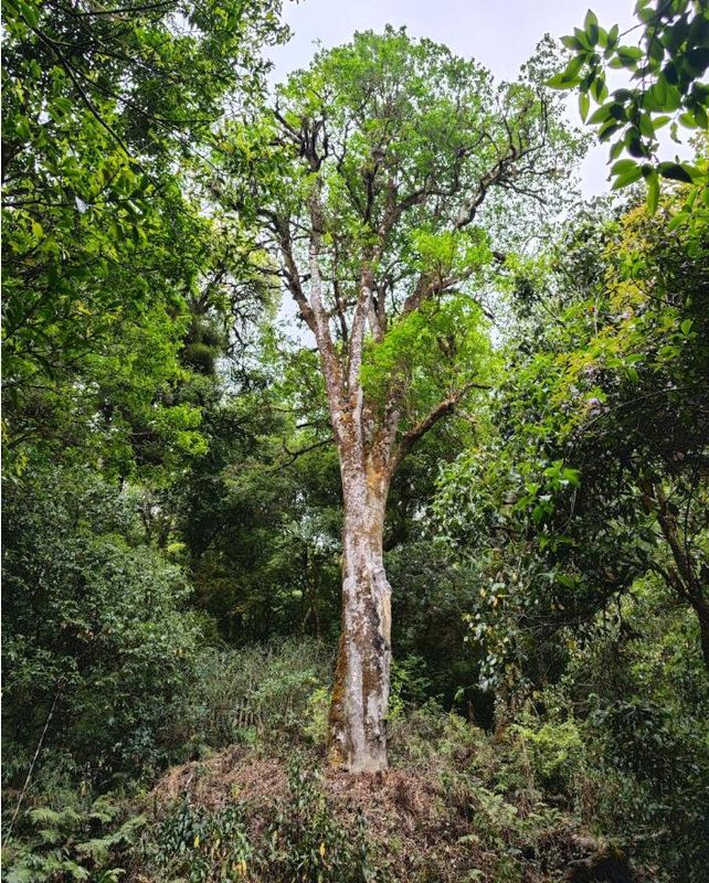 有关于​24款古树晒青毛茶同台“斗茶”…上海金山助力云南镇沅县打响普洱茶品牌的相关内容(4)