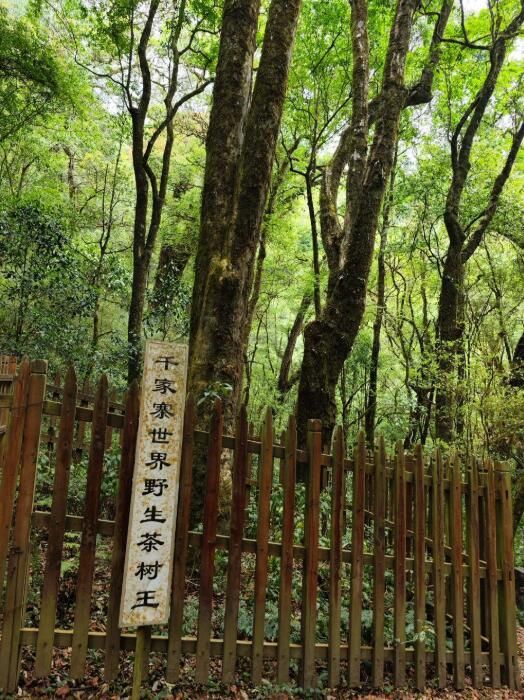 有关于​24款古树晒青毛茶同台“斗茶”…上海金山助力云南镇沅县打响普洱茶品牌的相关内容(1)