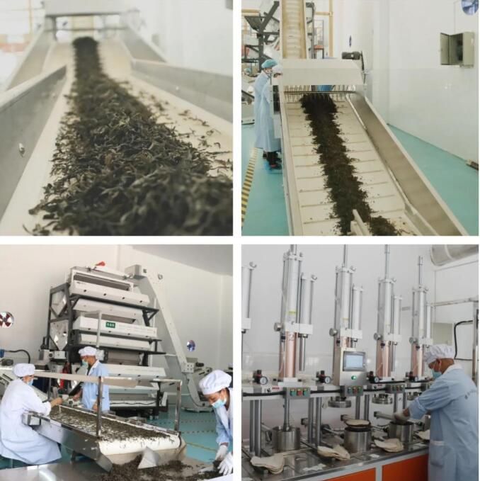 有关于​24款古树晒青毛茶同台“斗茶”…上海金山助力云南镇沅县打响普洱茶品牌的相关内容(5)