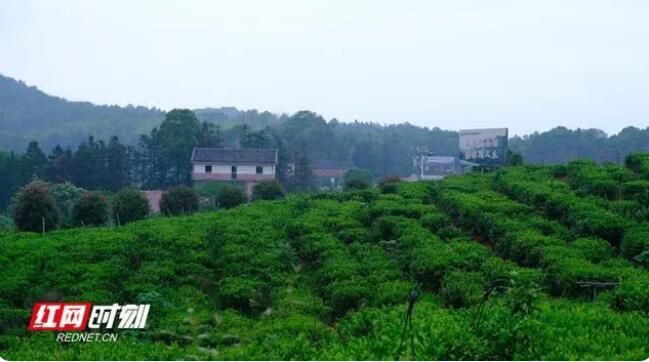 关于点“绿”成金 湘乡毛田茶“沏出”乡村致富路的资讯(1)