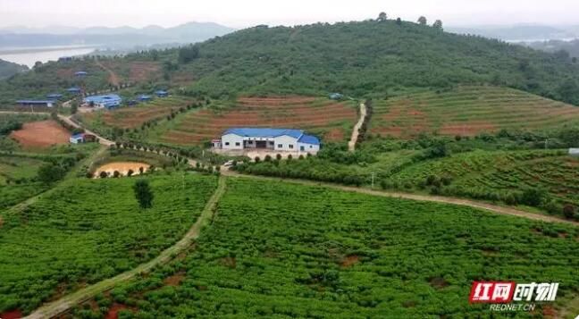 关于点“绿”成金 湘乡毛田茶“沏出”乡村致富路的资讯