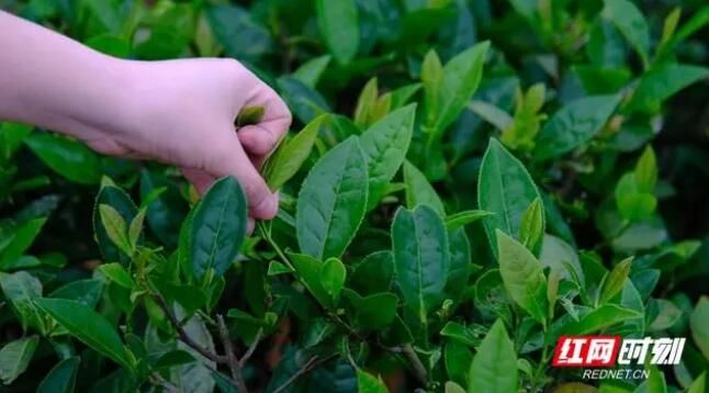 关于点“绿”成金 湘乡毛田茶“沏出”乡村致富路的资讯(3)