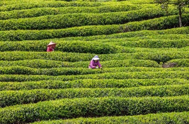 关于展会搭台助力乐山茶产业加速发展 “峨眉山茶”快步“出海的消息(2)