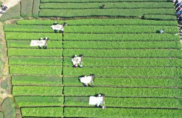 关于展会搭台助力乐山茶产业加速发展 “峨眉山茶”快步“出海的消息(1)