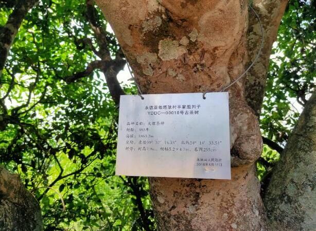 关于党建引领绘就古树茶产业“振兴图”   云南永德亚练乡做优特色农业发展的消息(2)