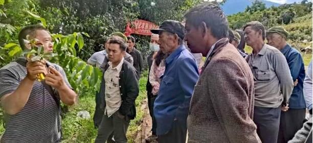 关于党建引领绘就古树茶产业“振兴图”   云南永德亚练乡做优特色农业发展的消息