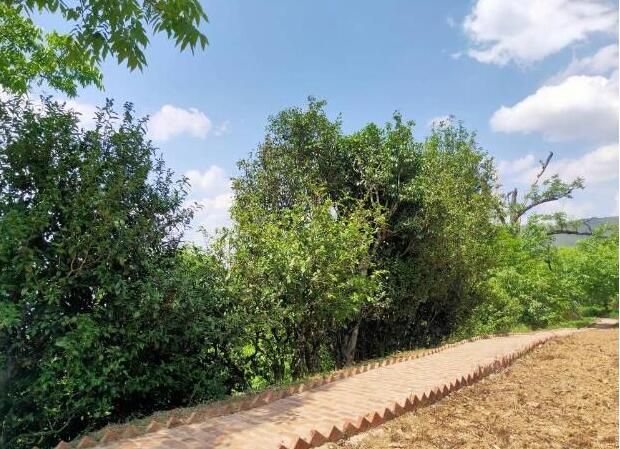 关于党建引领绘就古树茶产业“振兴图”   云南永德亚练乡做优特色农业发展的消息(1)