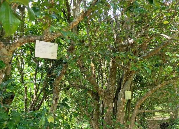 关于党建引领绘就古树茶产业“振兴图”   云南永德亚练乡做优特色农业发展的消息(3)