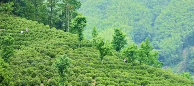 有关于安徽贵池霄坑村：以茶旅融合助推乡村振兴的最新消息(1)