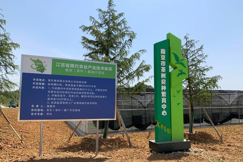 有关于江苏南京市现代茶产业高质量发展纪实的相关内容