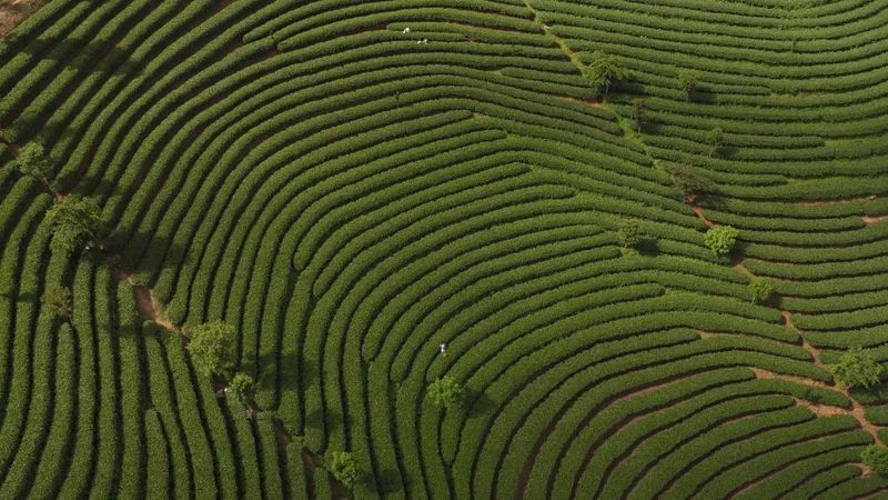 有关于推动茶产业高质量发展！普洱多措并举擦亮“普洱茶”金字招牌的消息