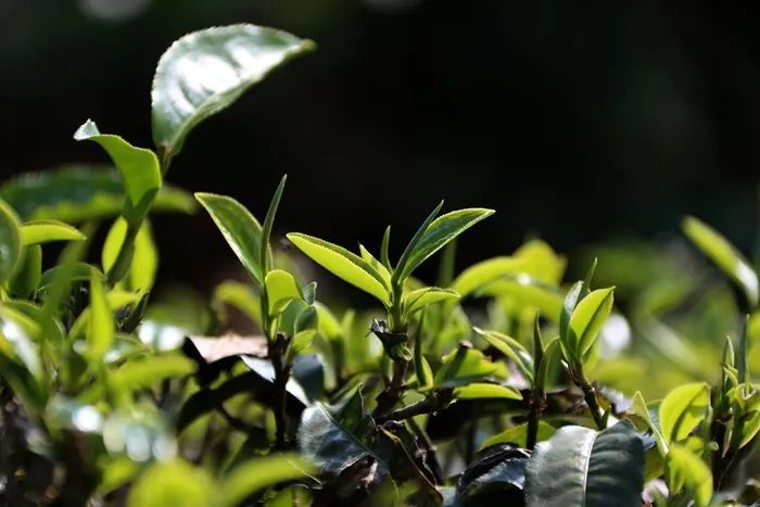 有关于推动茶产业高质量发展！普洱多措并举擦亮“普洱茶”金字招牌的消息(2)