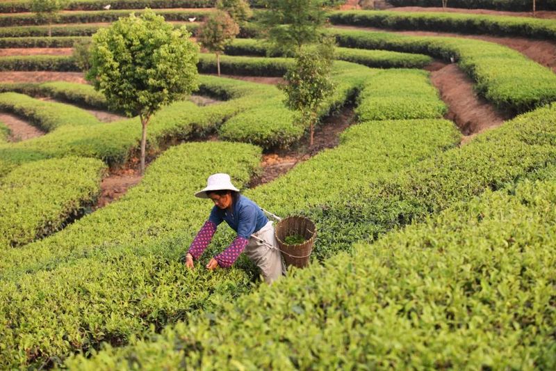 有关于推动茶产业高质量发展！普洱多措并举擦亮“普洱茶”金字招牌的消息(1)