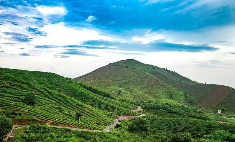 有关于刚刚，首届黄石茶文化节开幕！未来六天精彩不断的消息(7)