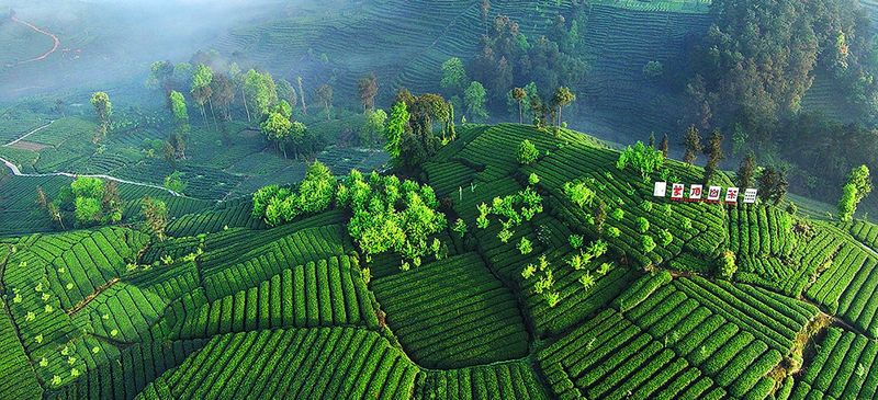 有关于蒙顶山茶入围“中国茶叶区域公用品牌价值十强” “最具品牌经营力的三大品牌！” 品牌价值接近50亿元！的最新消息(2)