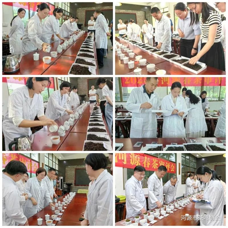 关于2023年河源市春茶审评会顺利举办的内容(1)