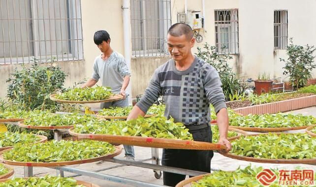 有关于漳平梧溪村:一片茶叶引领振兴路的相关信息