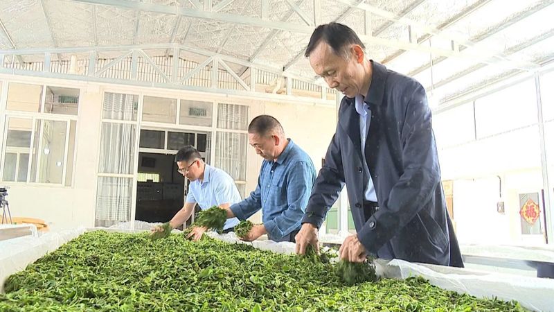 有关于安徽舒城:推进夏秋茶生产 延伸茶叶产业链的信息(1)