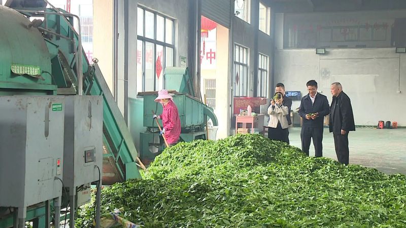 有关于安徽舒城:推进夏秋茶生产 延伸茶叶产业链的信息