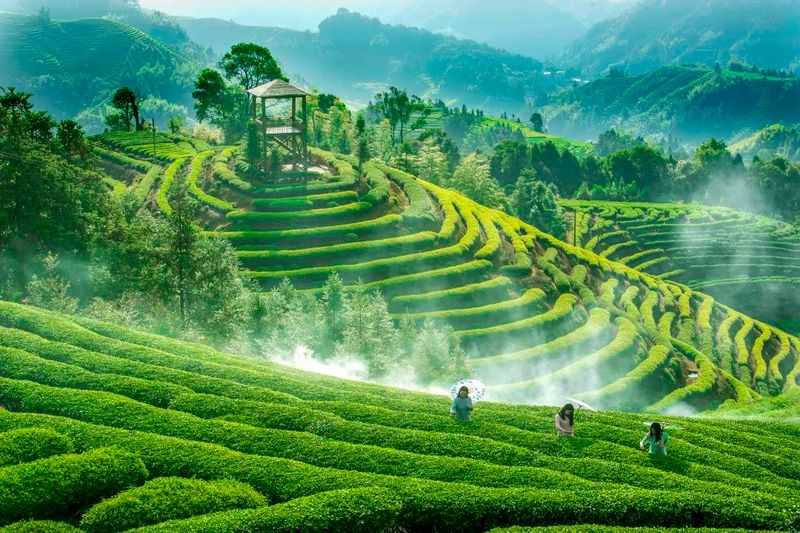 关于解码世遗香韵！国际茶日在闽东千年茶区寻见古韵风雅的相关信息(9)