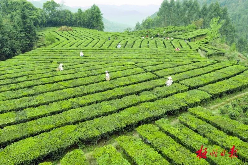 关于44.03亿元！“梧州六堡茶”品牌价值挺进全国前20位的新闻(1)