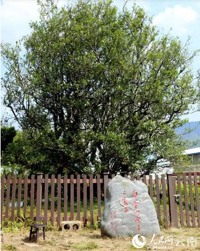 关于白莺山村 多样性古茶树的多样性选择的新闻(2)