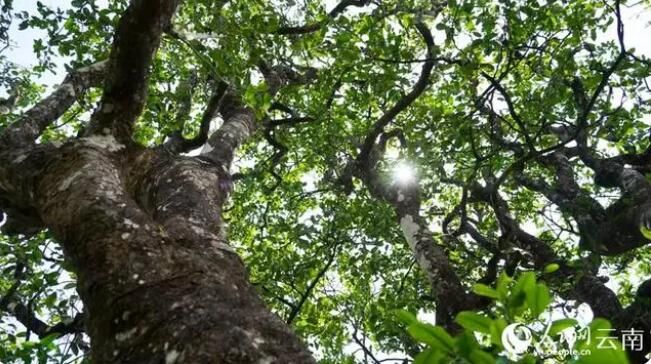 关于白莺山村 多样性古茶树的多样性选择的新闻(1)